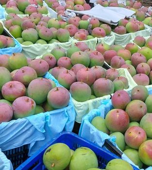 Fresh R2E2 Australian Mango Sweet and Delicious Common Tropical Vietnam - C&C INTERNATIONAL FOOD JOINT STOCK COMPANY - Vietnam