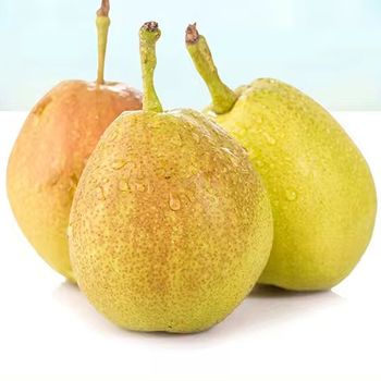 Fresh Golden Pear New Crop Suppliers Wholesale High Quality Bulk Purchase Yellow Fresh Pears - KOFONS BUSINESS SOLUTIONS PTY LTD - South Africa