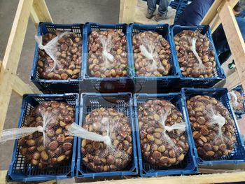 Raw Chestnut - Taian Yihang food Co,Ltd - China
