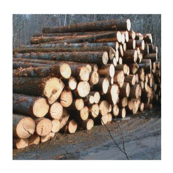 Cheap wood logs, Pine Wood Logs And Timber wood Logs For sale - Exigentelaxia Unipessoal Lda - Portugal