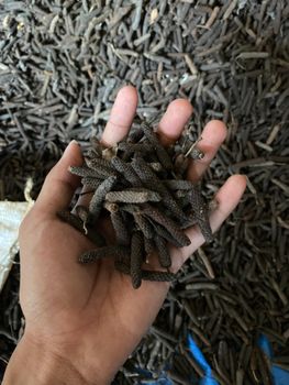 Long Pepper, Red Chilli Pepper, Green Chilli Pepper, Cayenne Pepper, Potato, Tomato, Carrot from PT ARABIA INDONESIA AGRIKULTUR Long Pepper, Red Chilli Pepper, Green Chilli Pepper, Cayenne Pepper, Potato, Tomato, Carrot - PT ARABIA INDONESIA AGRIKULTUR - Indonesia