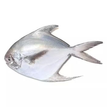 Frozen Silver Pomfret Fish High Yield Whole Fish Selection For Seafood Import Programs And Food Industry Buyers - TOSOH INTERNATIONAL - South Africa