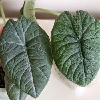 Ornamental Plant Alocasia Melo Real Plants - Xiamen Friendship Bridge Co., Ltd. - China