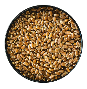 Premium Quality Durum Wheat Grain Features GMO-Free, Gluten-Free Type Durum Wheat, Einkorn Wheat, Emmer, Soft Wheat Packaging Size > 1 kg to 5 kg, > 10 kg to 25 kg, > 25 kg, > 5 kg to 10 kg, Up to 1 kg - Smart Agri GmbH - Germany
