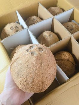 Desiccated Coconut Origin Vietnam Shelf Life Excellent Texture Thick, Creamy Weight 600–800 G/fruit Place of Origin Vietnam - NEXT international inc. - Japan