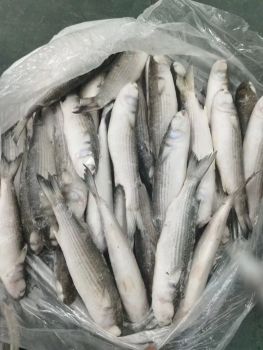 Buy Frozen Mullet at Wholesale Price Premium Quality Seafood with Fast Delivery for Restaurants and Home Chefs - AK.BOLO MEDIK LTD - Thailand