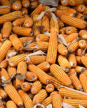 Yellow Maize - Farmers Cooperative Limited - Tanzania
