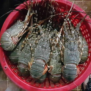 Top Quality Live and Frozen Lobster for Sale in Bulk Grade AAA Packaging box Origin Norway Shelf Life 24months Catch Method Wild Caught - Cherrywick LTD - United Kingdom