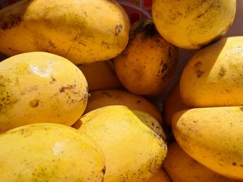Premium Brazilian Mango Variety Pack Including Ataulfo Mango, Kent Mango, Keitt Mango, Palmer Palmer and Tommy Atkins - Trivalli Comercio Global LTDA - Brazil