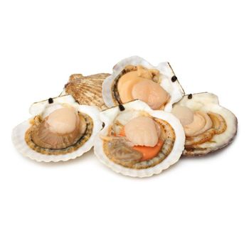 High Quality Frozen Scallop Meat | Frozen Scallop Half Shells Available For Sale At Low Price  -  CALIPSO POLSKA SP Z OO  - Poland