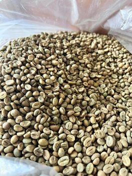 Robusta green beans S16 and S18 sourced directly from trusted farms in the Central Highlands of Vietnam from OPALEX, LLC Robusta green beans S16 and S18 sourced directly from trusted farms in the Central Highlands of Vietnam - OPALEX, LLC - China