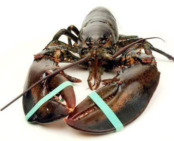 Fresh Live Lobsters Premium Ocean Harvest With Strong Shell Integrity Rich Meat Yield And Export Ready Packaging Quality - TOSOH INTERNATIONAL - South Africa