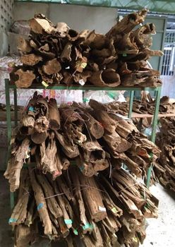 Agarwood-chip - PAPI - Global