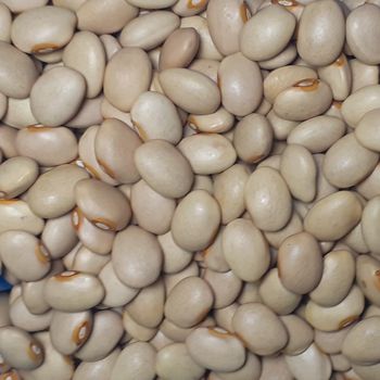 Wholesale Ethiopian High Quality Cream Beans Fresh Kidney Red and White Beans Common Cultivation Type - A.Z TRADING P.L.C - Ethiopia