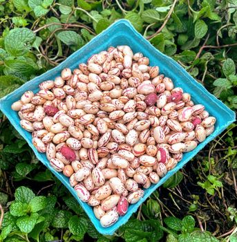 Natural Cranberry Beans Rich Protein Dried Beans For Food Use And Cooking Buy Fast Delivery Premium Quality Wholesale Naturally Ideal For Bulk Orders And Daily Kitchen Needs - wood traders - Poland