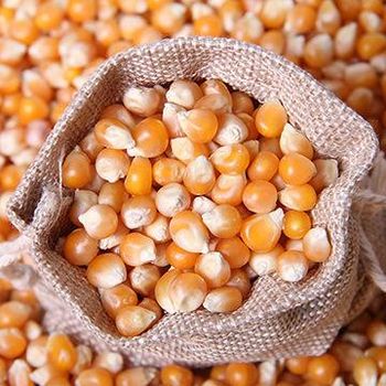 Yellow maize animal feed