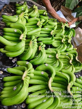 G9 banana from Ali trading G9 banana - Ali trading - India