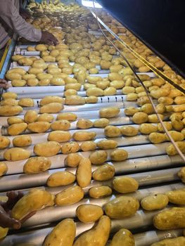 Potato Size 80 gram+ Packaging customized Place of Origin Pakistan Shelf Life Year-round Availability Application Retail, Processing, Or Wholesale - Waqas Farid traders cold storage and processing plant - Pakistan