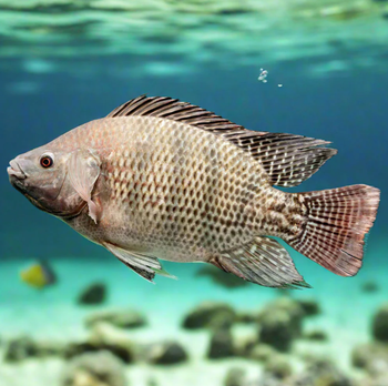 Tilapia Origin Tunisia Species Nile Tilapia Minimum Order Quantity 1 Ton Shelf Life 12 Months At –18°c Supply Capacity 120 Tons Per - bio h2o - Canada