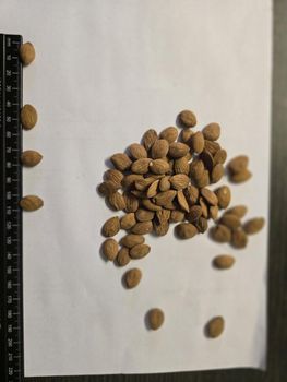 Peach kernels - Kambrosig Tien Pty Ltd - South Africa