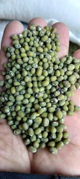 Green Mung Beans - Pt Tiga Saudara Indah - Indonesia