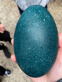 Edible emu eggs bulk trade - Leta Trading sprl - Poland