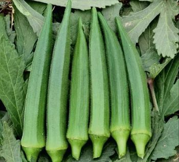 Okra (Ladyfinger) Flavor Mild Texture Smooth Color Vibrant Green Storage Condition Cool, Dry Place Packaging 25 kg - 50 kg, Hygienically Packed - Jaishnavi Exports - India