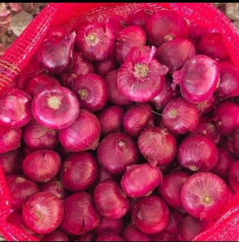 Onion - Laasya logistics - India
