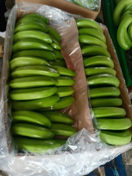 FRESH GREEN BANANAS from Frutas Costa Del Pacifico FRESH GREEN BANANAS - Frutas Costa Del Pacifico - Ecuador