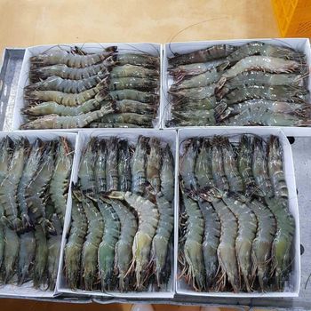 vannamei shrimp - BF GLOBAL TRADING (PTY) LTD - South Africa