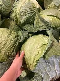 Fresh Cabbage Type CIF Texture Crunchy Appearance Leafy Green Flavor Mild, Slightly Peppery Harvest Condition At Peak Ripeness - malter group - Tanzania