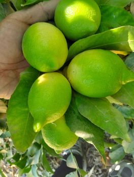 Eureka a lemon from Skybridge exports Eureka a lemon - Skybridge exports - Egypt