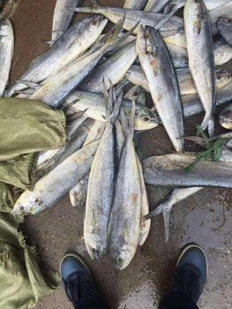 Frozen Mahi Mahi Fish Premium Cut Fresh Frozen Selection For Import Export Seafood Supply And International Buyers - TOSOH INTERNATIONAL - South Africa