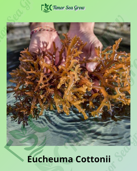 Seaweed Grade A Max. Moisture (%) 30% Brand Name Dried Seaweed Raw Material Origin Sabah Certifications Haccp, Mesti Monthly Processing Capacity 30 To 40 Tonnes - Timor Sea Grow - Indonesia