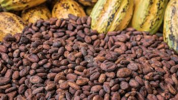 DRY COCOA BEANS from AGRO AFRIQUE COMPANY LIMITED DRY COCOA BEANS - AGRO AFRIQUE COMPANY LIMITED - Tanzania