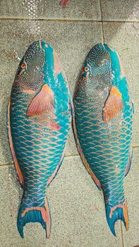 King fish parrot fish garupa pomfret - Destrading - Singapore