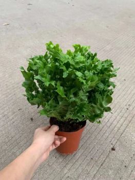 Live Plants Asplenium Nidus Fern Fire Work Bonsai - Xiamen Friendship Bridge Co., Ltd. - China