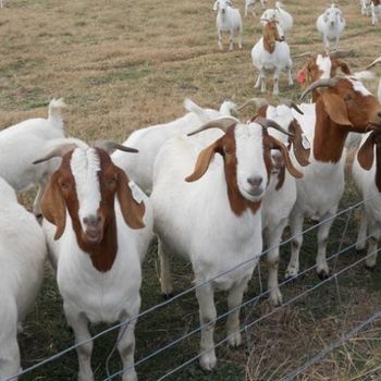 Boer Goat Full Blood Boer Goats Type GOATS Grade LIVE GOATS Packaging - AGRO AFRIQUE COMPANY LIMITED - Tanzania