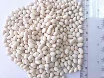 White Pea Beans - Chezlynne Trading (Pty) Ltd  - South Africa