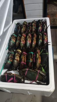 Live mud crabs Packaging 30 L Styrofoam Box Minimum Order Quantity 1 Styrofoam Box Size Range 500 - 699 Gram/each, 700 - 899 - Bumi Etam Sentosa - Indonesia
