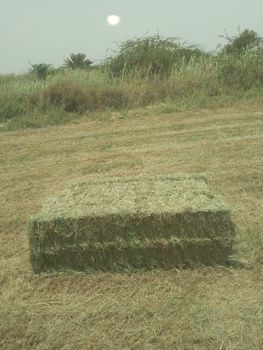 Rhodes grass - RISING STAR - Global