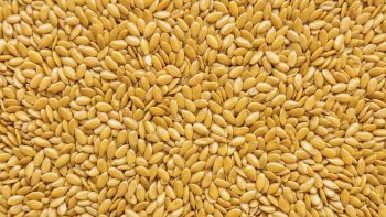 Yellow Flaxseed Linseed - Agros-98 AD - Bulgaria
