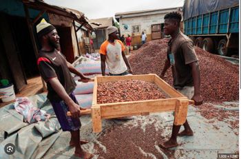 Cocoa Powder, Cocoa Butter, Cocoa Beans - Takem Industries - Cameroon