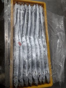 frozen ribbon fish size 1/2,2/3 and 3up Freshness Level Frozen - shifa sea food - India