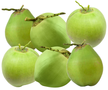Organic Fresh Young Coconut Ben Tre Premium Quality 250-300ml 8.5% Brix Sweet Refreshing Taste 12-13cm 2 Mo - TRADECENTRIC LLC - United States