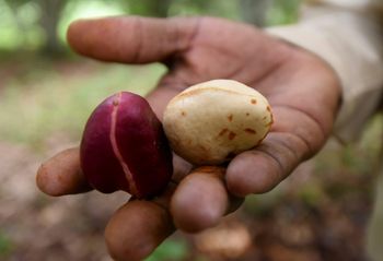 High Quality Kola Nuts Natural Whole Seeds Clean Fresh Bitter Flavor Strong Aroma Traditional Superfood Ideal For Energy Boost And Herbal Applications Buy Today Fast Delivery Premium Quality Wholesale - wood traders - Poland