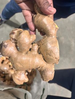 Fresh Thai Ginger 200g & up 20kg - 30kg Mesh Bag from Should Have Farm Ltd. Fresh Thai Ginger 200g & up 20kg - 30kg Mesh Bag - Should Have Farm Ltd. - Thailand