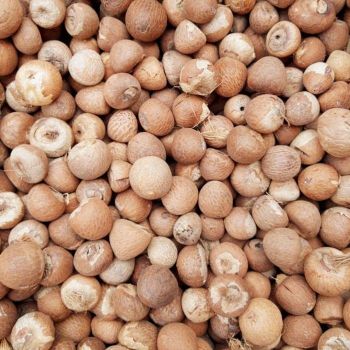 Premium Quality Double Tongues Betel Nuts Dried Whole Natural Chewing Tropical Produce a Grade from TRADECENTRIC LLC Premium Quality Double Tongues Betel Nuts Dried Whole Natural Chewing Tropical Produce a Grade - TRADECENTRIC LLC - United States