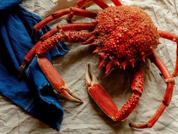 King Crab - Lawana and Sons Supplies - South Africa