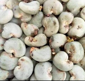 Organic Raw Cashews - Newport Beach Company Inc. - United States